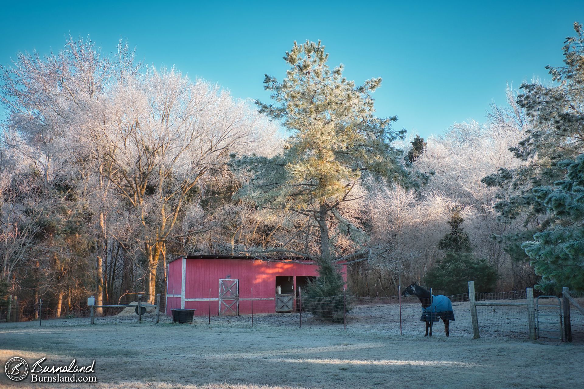 The horse barn surrounded by icy trees