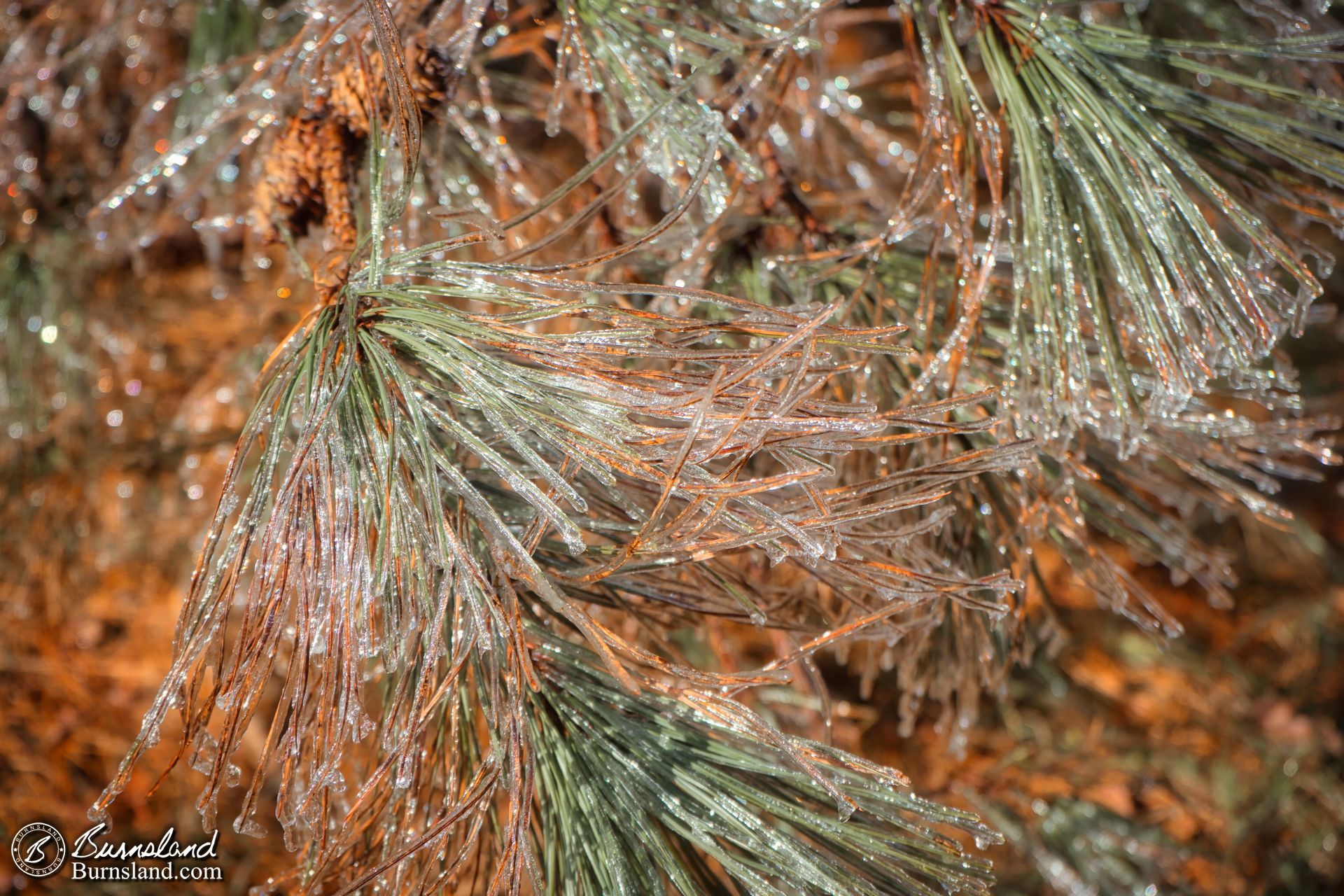 Pine needles covered in ice