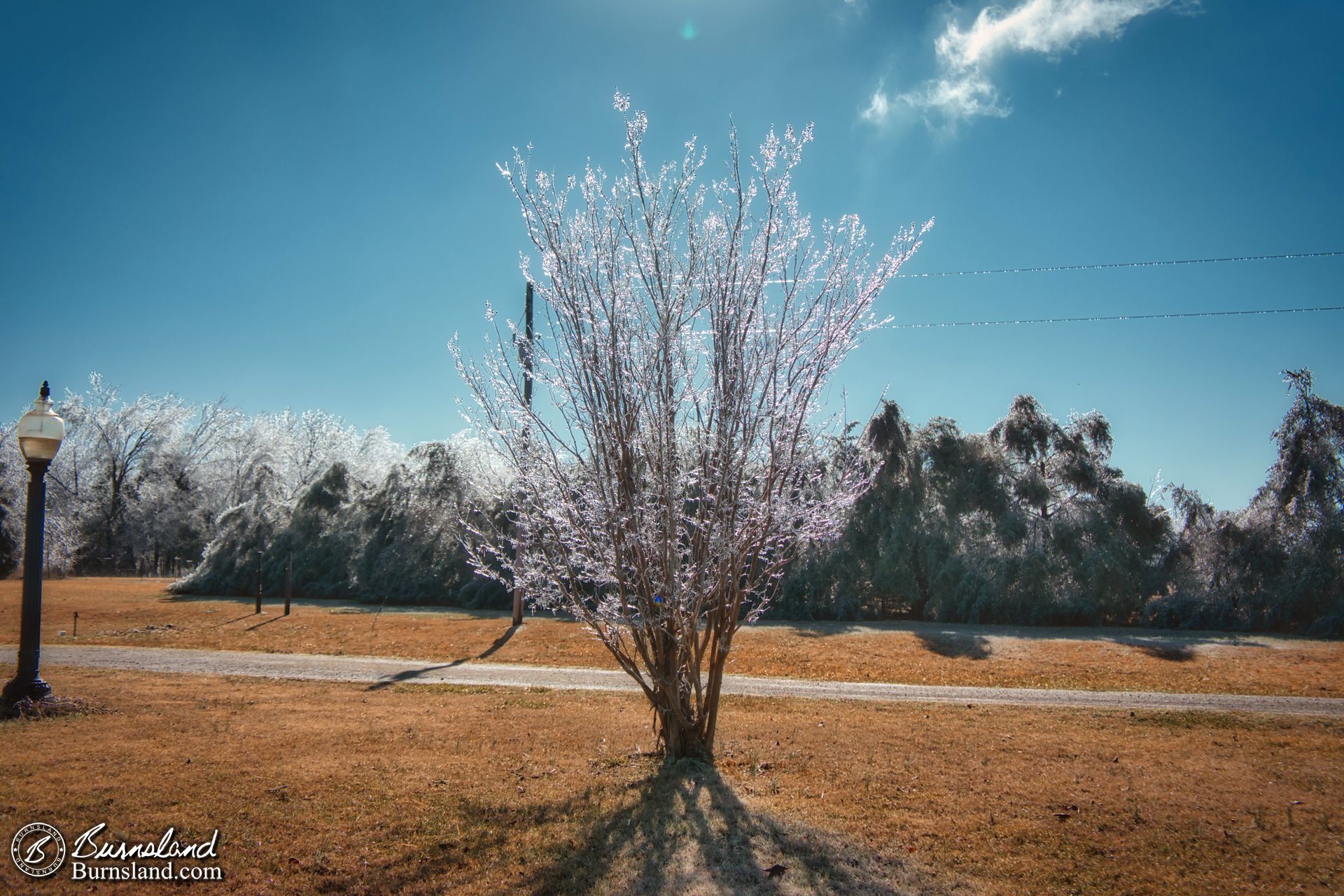 Ice and trees on a sunny day