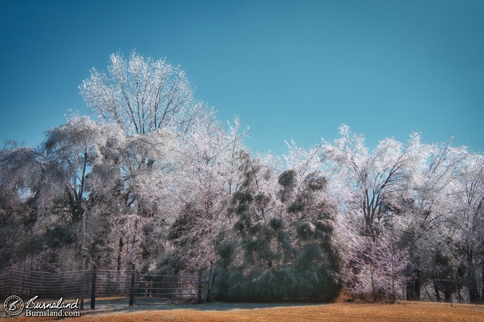 Ice and trees on a sunny day