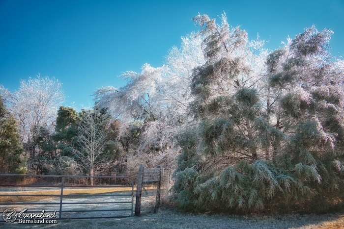 Ice and trees and a horse pasture gate