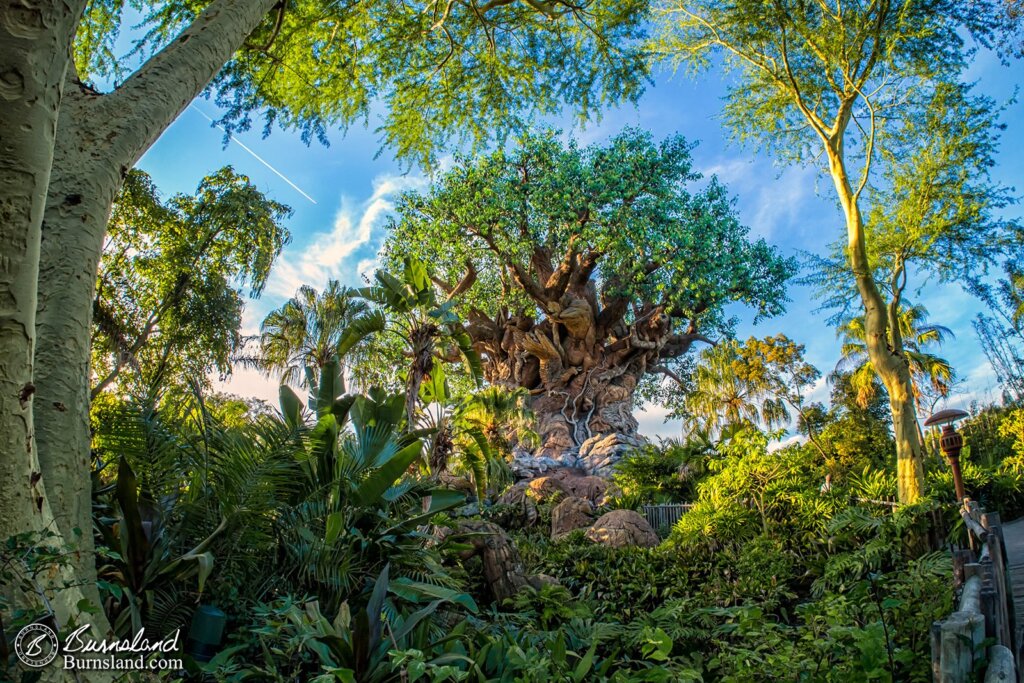 The Tree of Life serves as the central focal point of Disney’s Animal Kingdom at Walt Disney World, and is also the park’s icon.