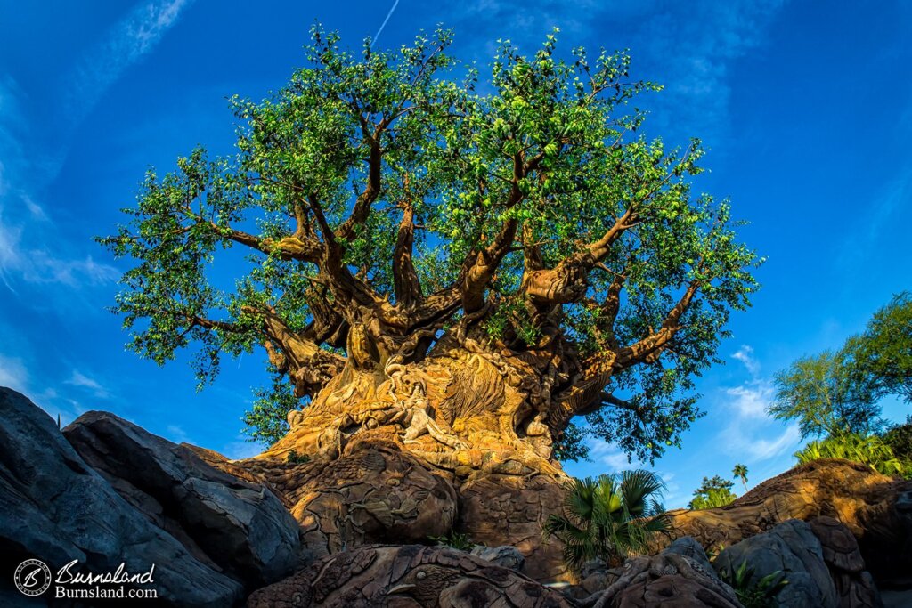 Tree of Life at Disney’s Animal Kingdom