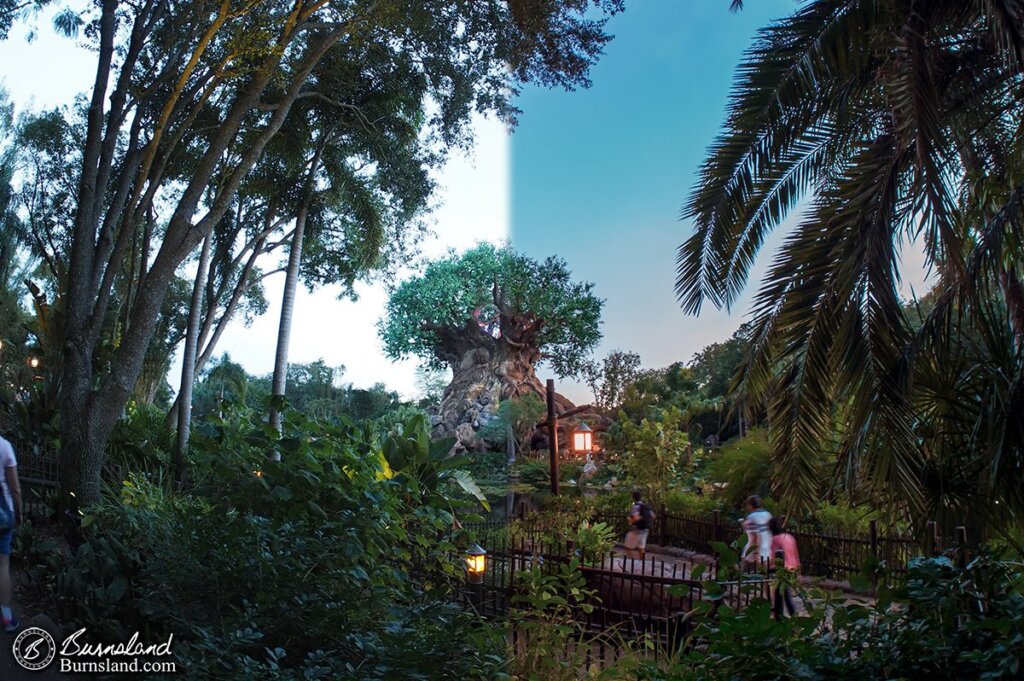 Tree of Life at Disney’s Animal Kingdom