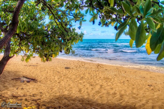 A tree provides shade for a lovely view at ʻAliomanu Beach on the island of Kauaʻi in Hawaiʻi