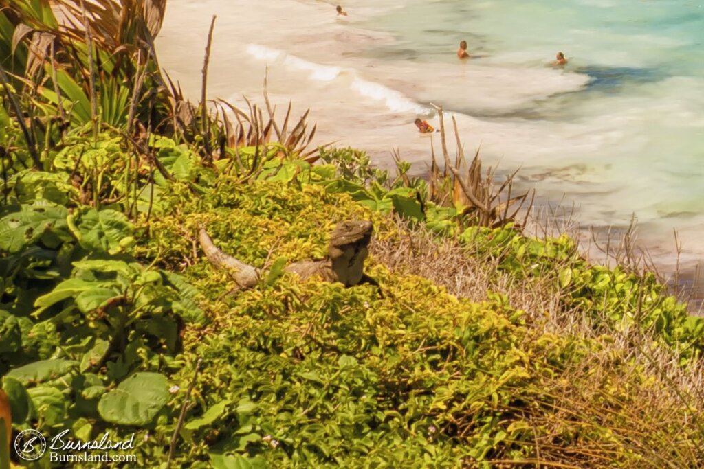 Iguana at Tulum