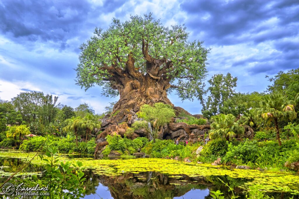 Tree of Life at Disney’s Animal Kingdom