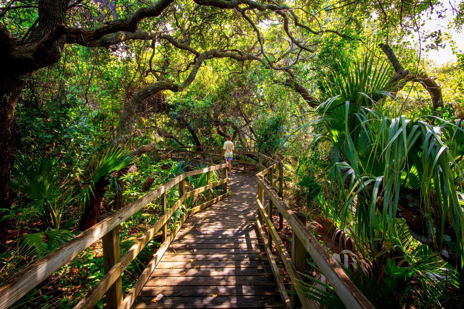 Walking the Hammock Trail