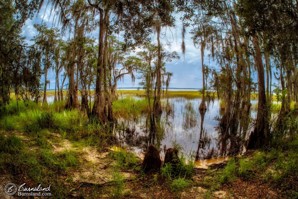 Lake Louisa State Park in Florida