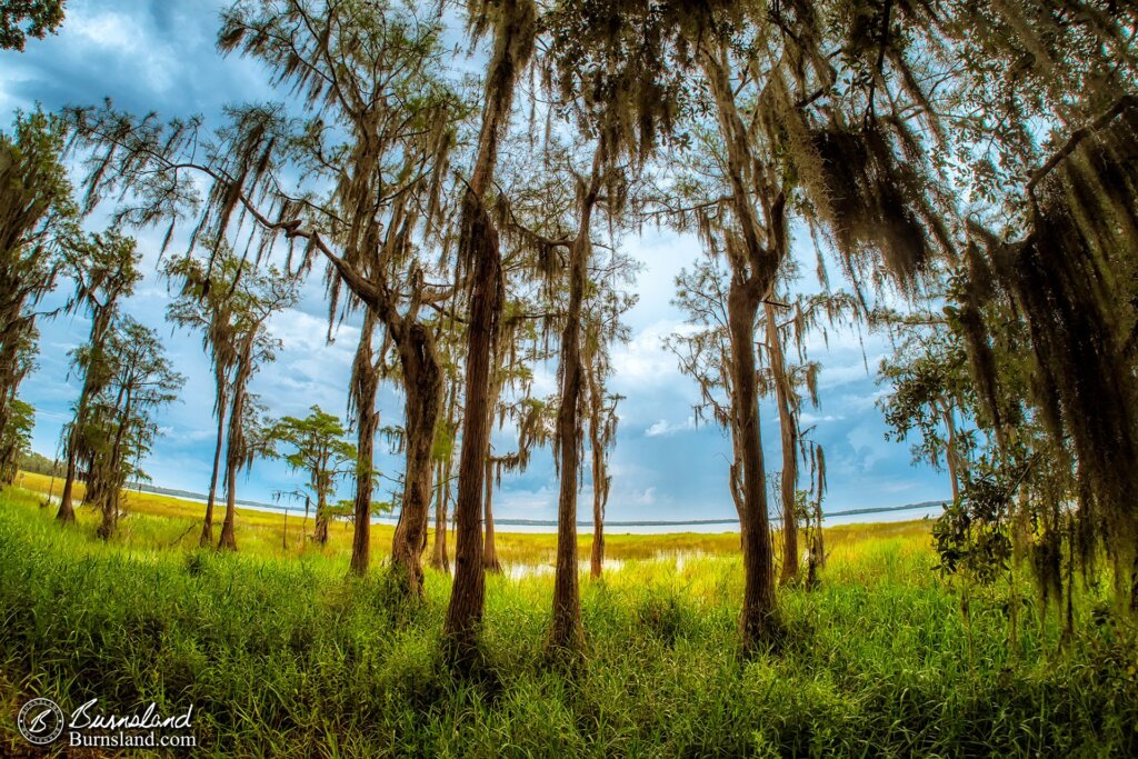 Lake Louisa State Park in Florida