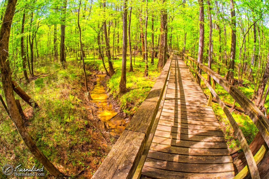 Walking Through the Woods at Pinson Mounds