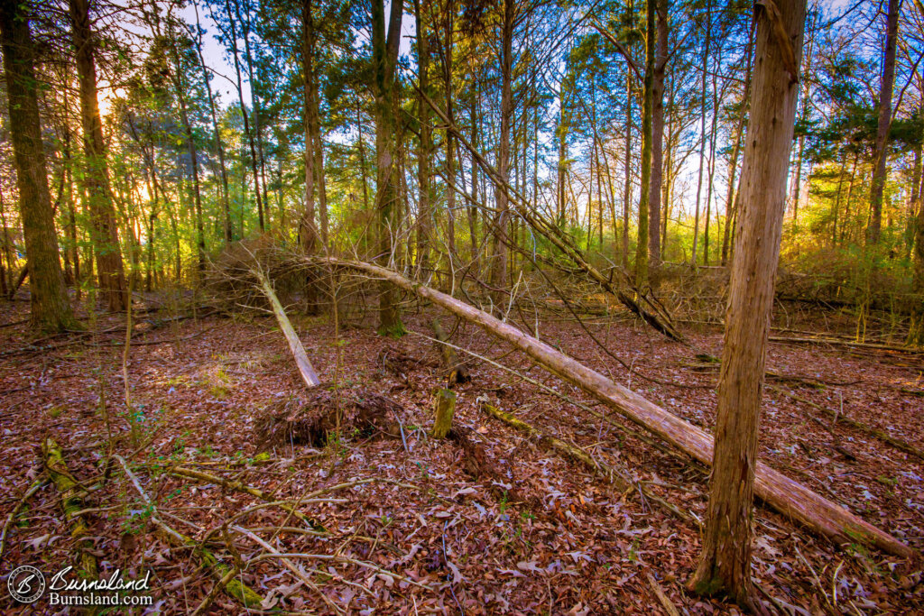 Walking through the woods