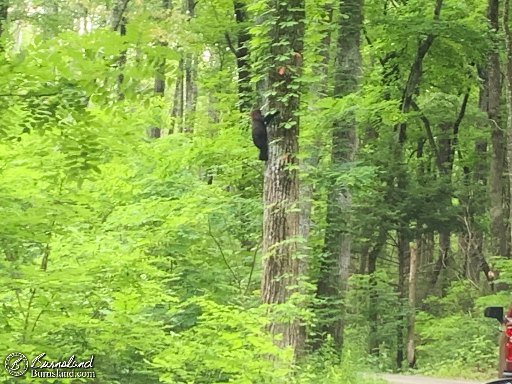 Bear in a tree in the Great Smoky Mountains