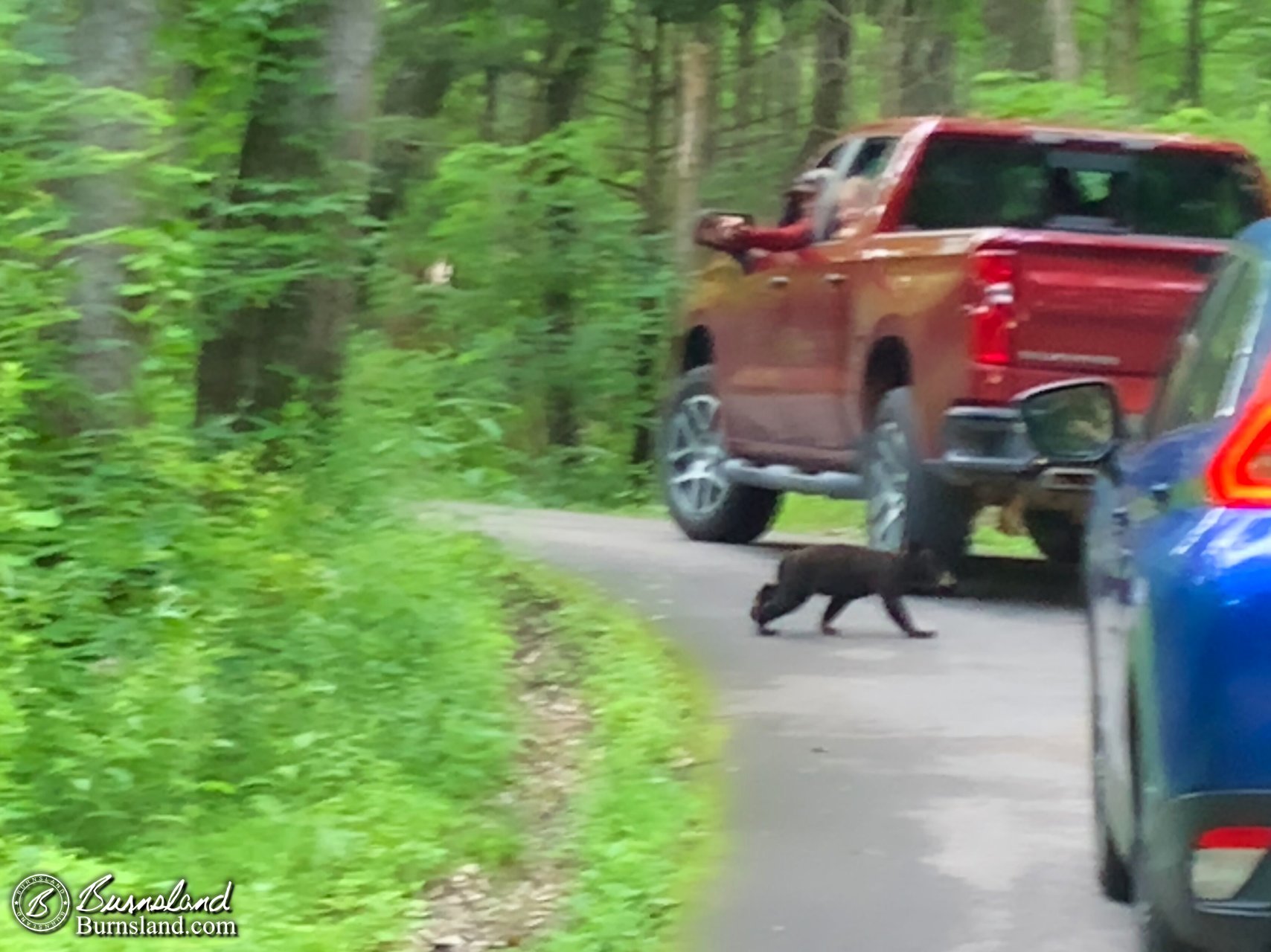 Bear cub crossing the road in the Great Smoky Mountains