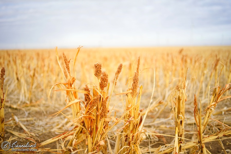 Wheat field in Kansas