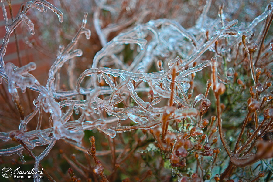 Ice on the bushes