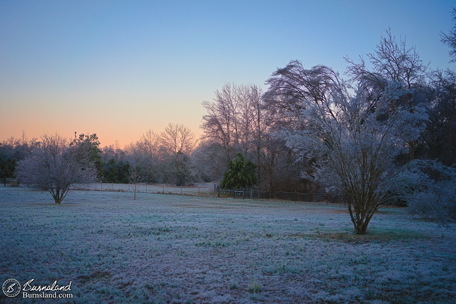 Icy front yard (again)