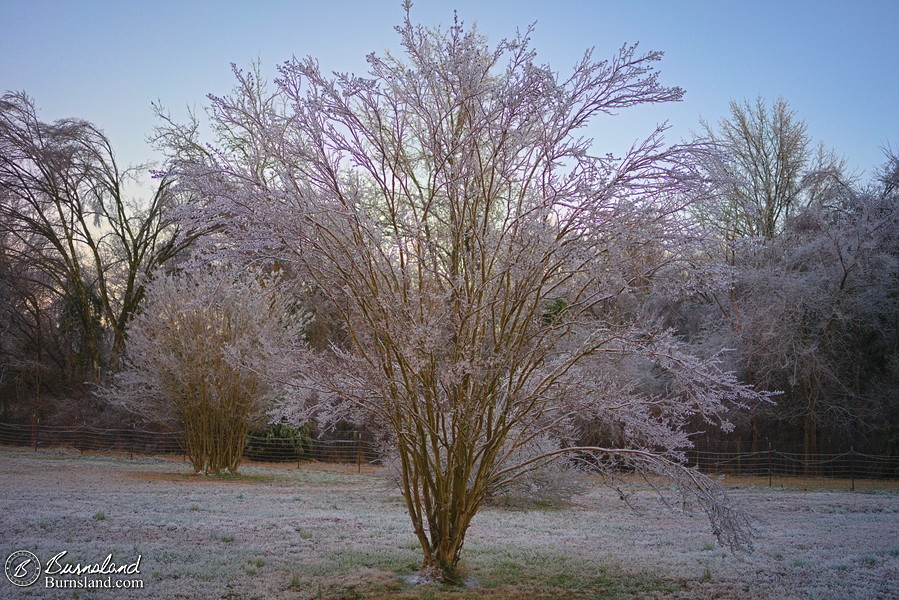 A crape myrtle covered in ice