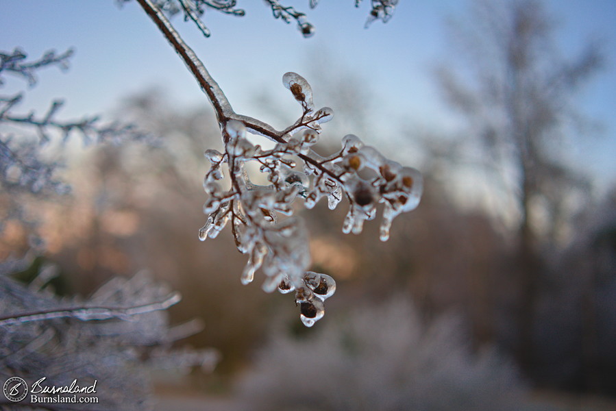 Ice on a crape myrtle branch