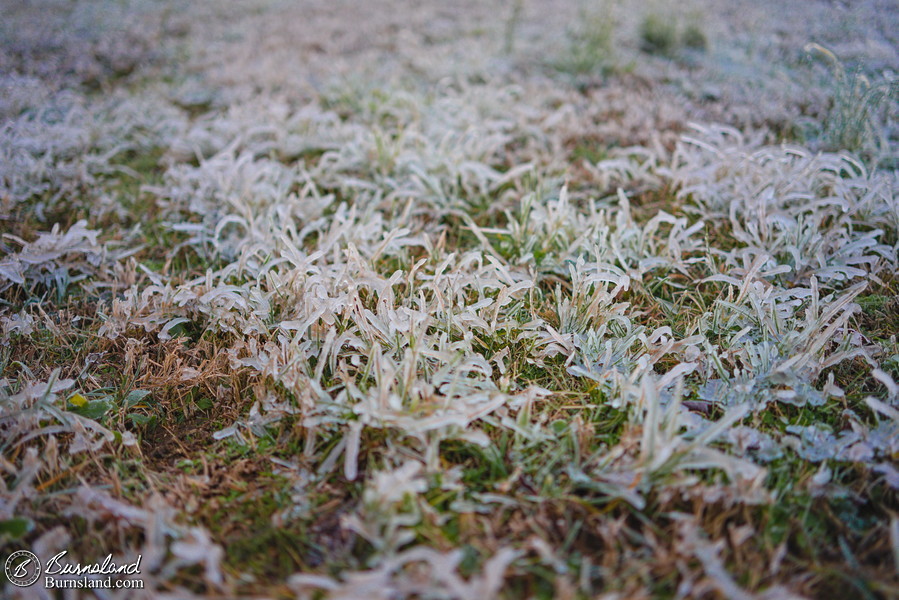 Icy grass