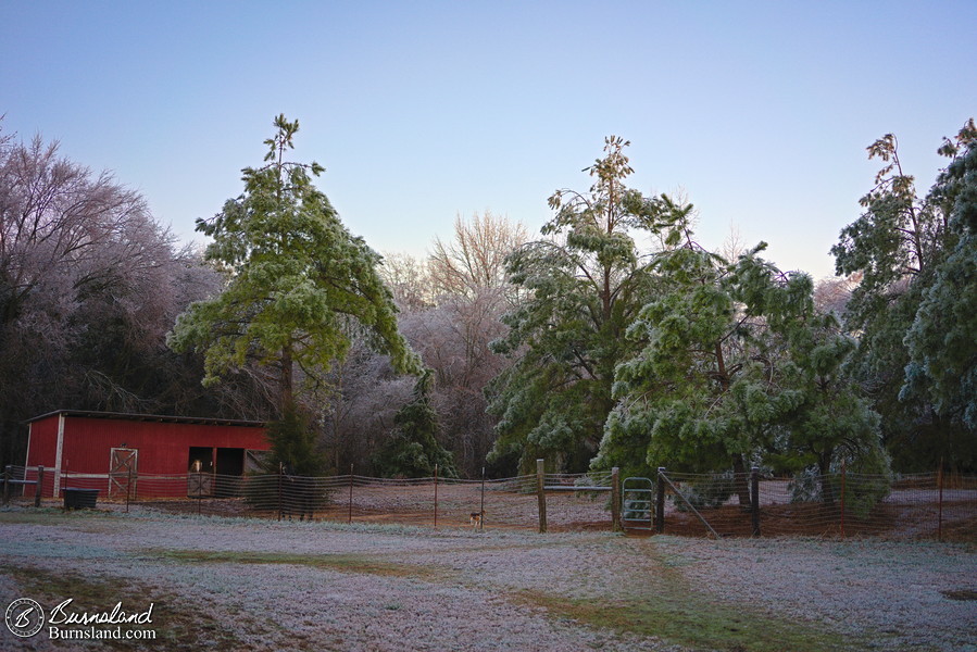 Ice on the trees in the horse pasture