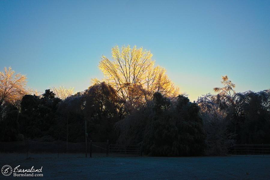 Sunlight on an ice-covered tree