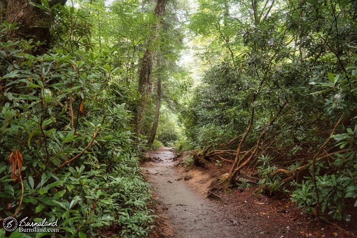 A path leads through the woods along the Alum Cave Trail in Great Smoky Mountains National Park in Tennessee, as seen in July 2021.