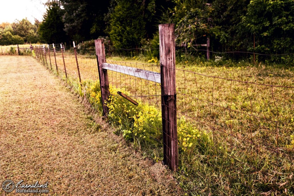 Yellow flowers at the fence