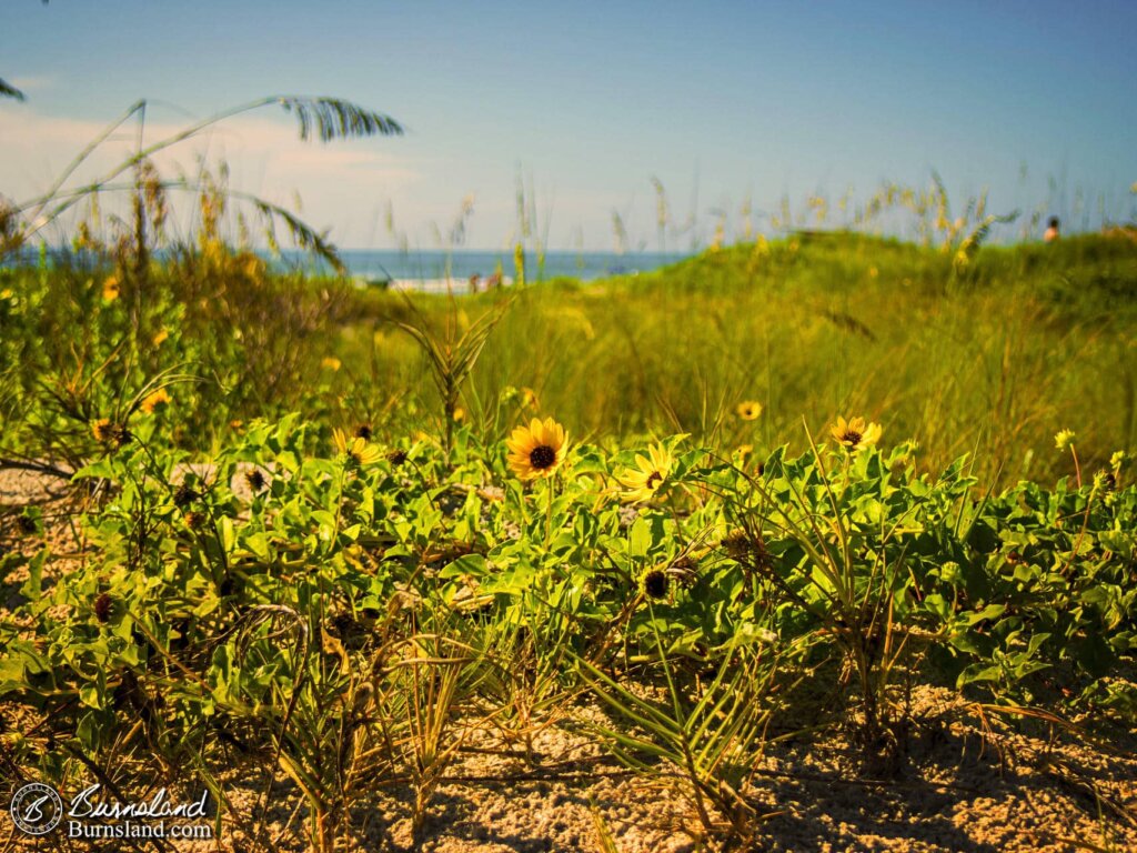 Yellow Flowers on the Beach at Cocoa Beach, Florida